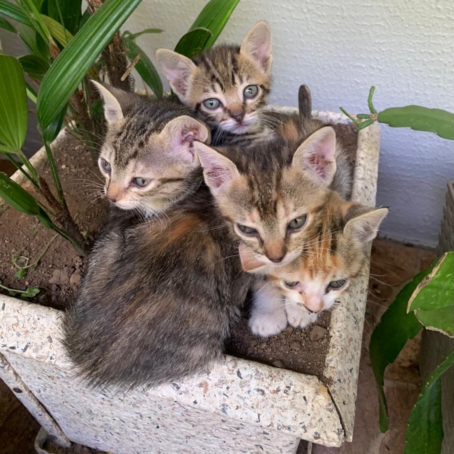 Animal resgatado